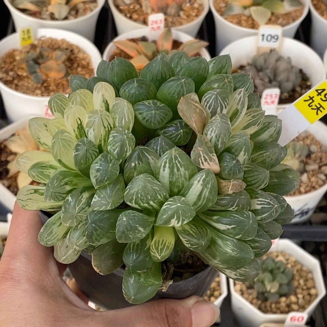 491号苏锦多肉植物带盆