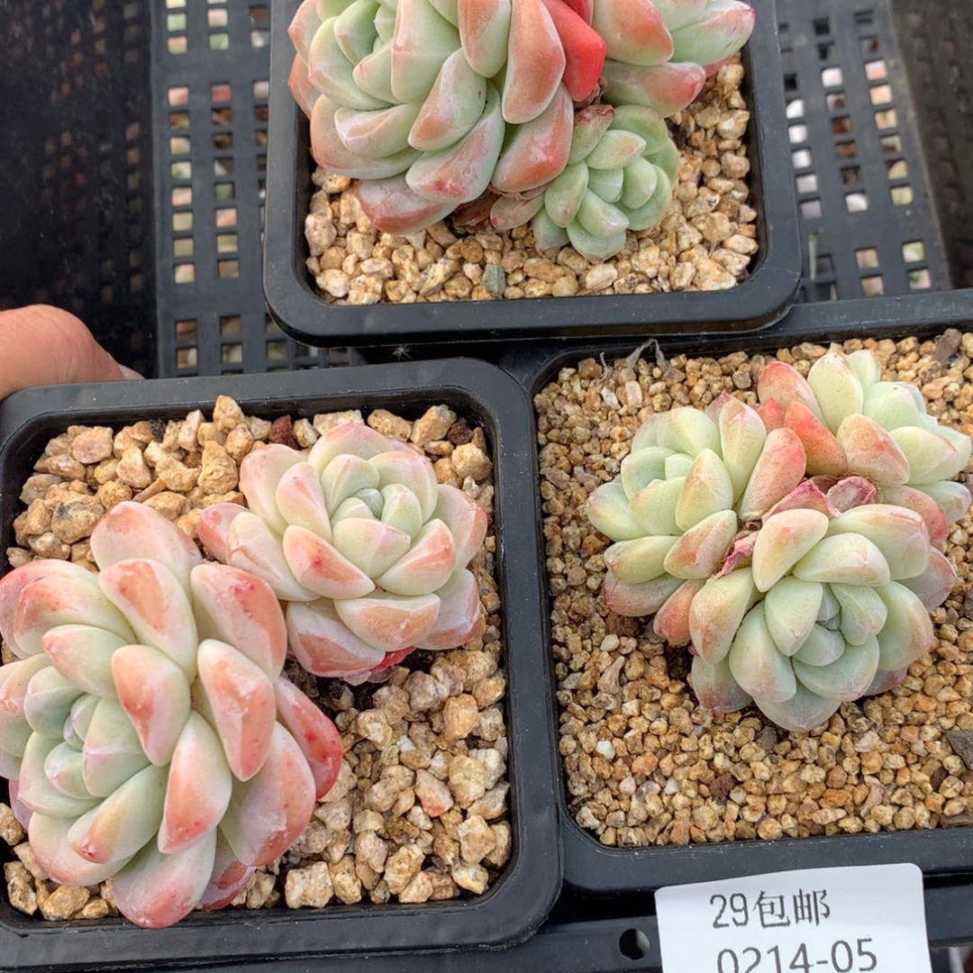 0214-05 精控冰玉三颗