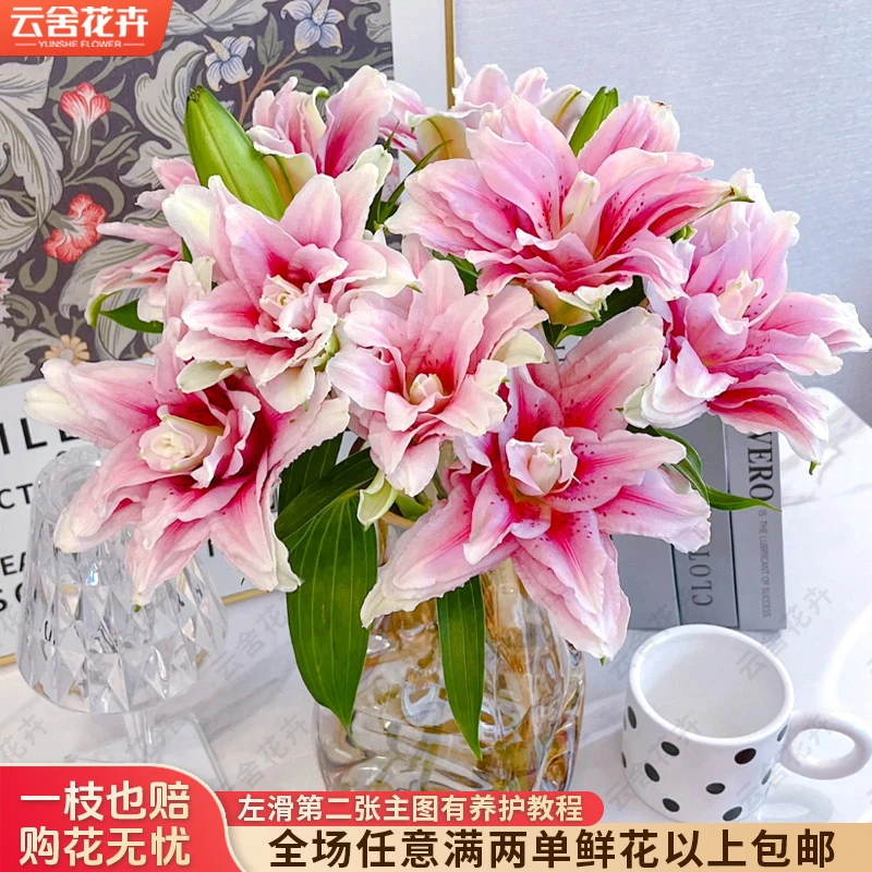 【云舍花卉】【太平盛世】重瓣百合 全场任意满两单及以上鲜花包邮