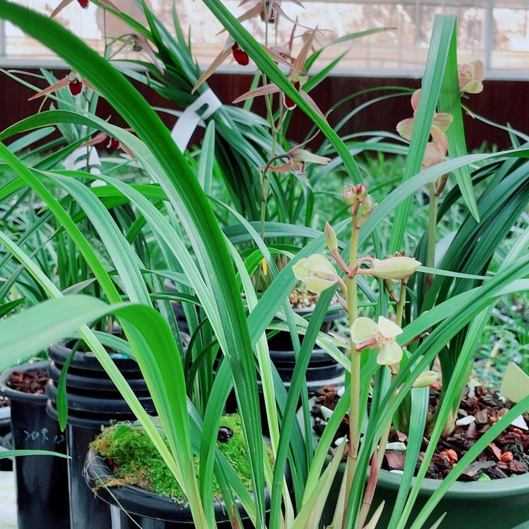 黄***先完全开放一物一漂亮开花