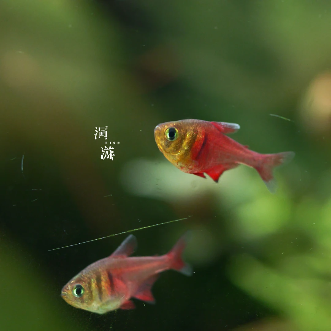 【洄游】“遗珠“鱼房失落的鱼合集热带灯鱼观赏鱼合集