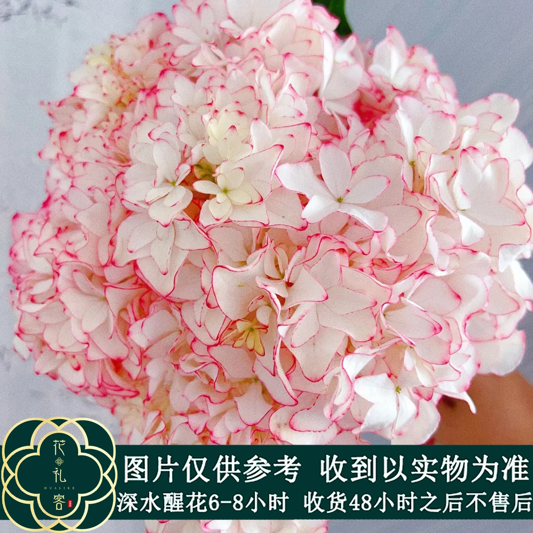 云花巷# 【卡伦绣球】鲜花优选 顺丰直发 鲜切花