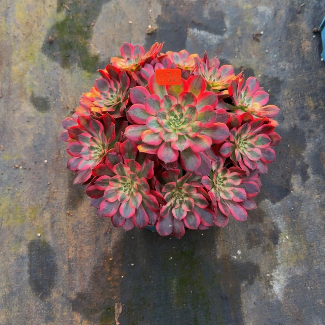 诺***咪➕保温646多肉法师锦111