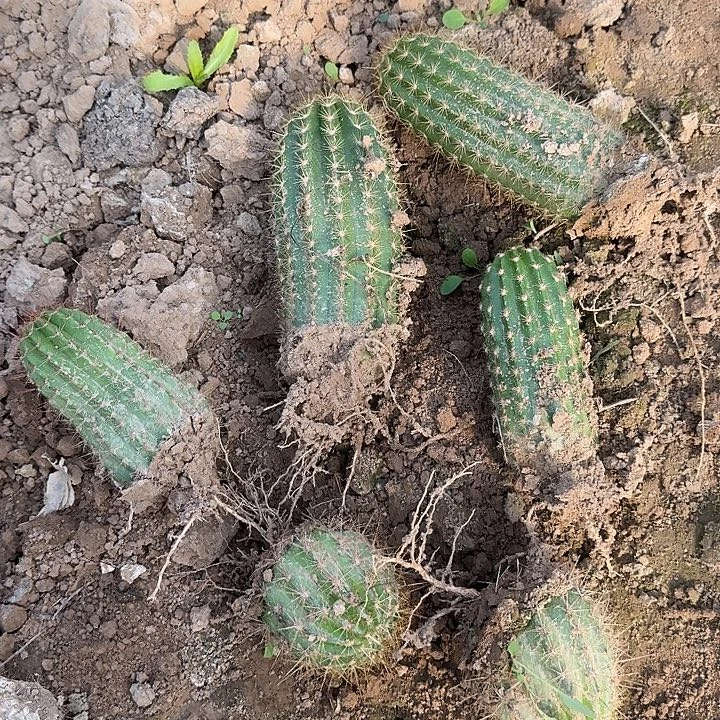 品种毛花柱6个仙人球