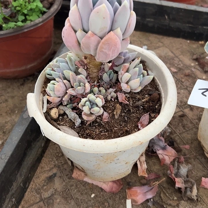 小***鱼多肉植物实物直播实物279