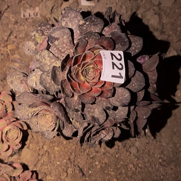 221黑寡妇多肉植物