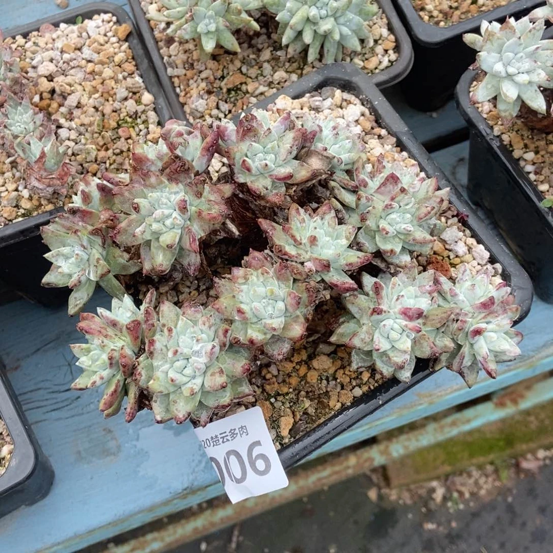 006多肉植物啦啦啦啦
