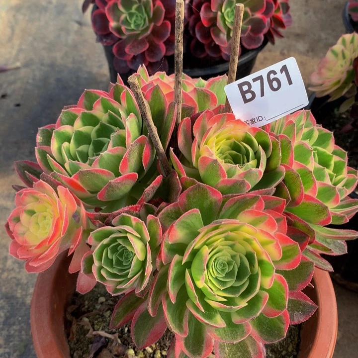 全部花朵761海王锦