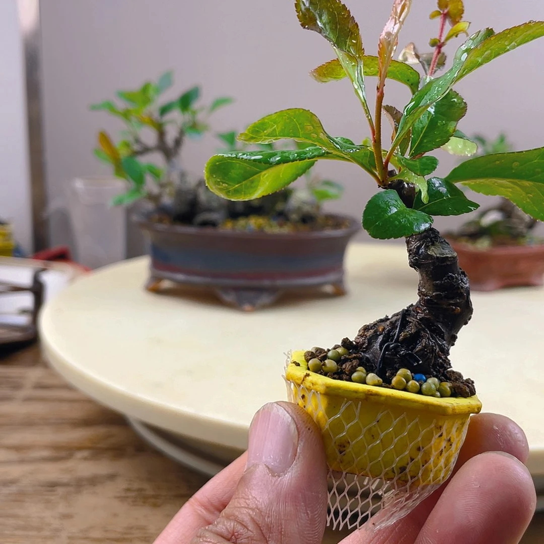 ?****房海棠花盛开满树花