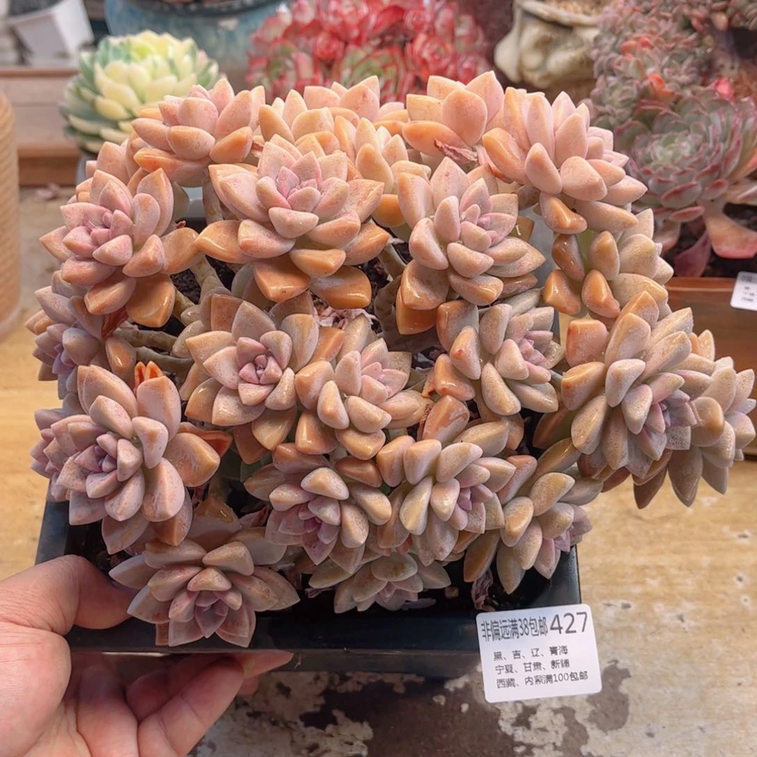 427淡雪缀德华多肉
