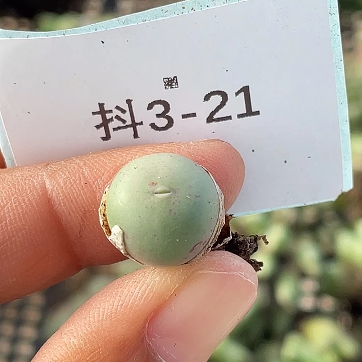 3:21鸽子蛋多肉植物