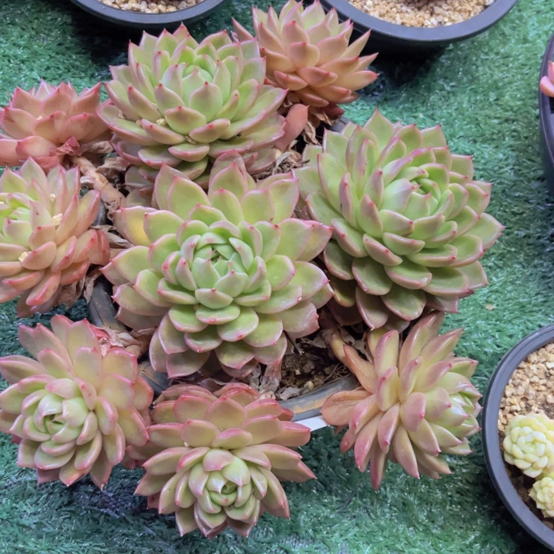 白玫瑰30231多肉植物