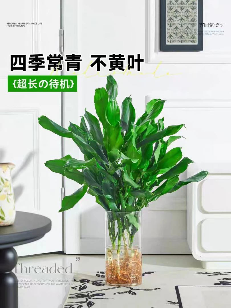 70-80公分水培螺纹铁植物盆栽耐阴室内四季好养耐阴绿植花卉净化