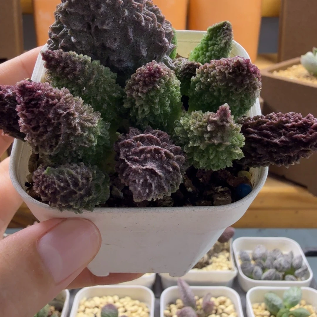 朱紫玉水泡多肉肉肉