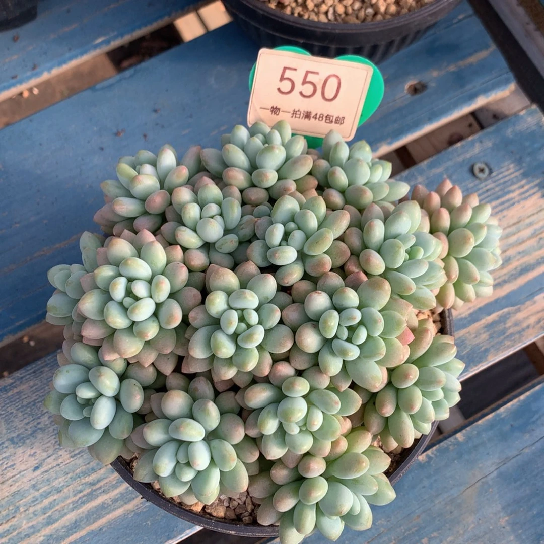 洛可可无砍平头550