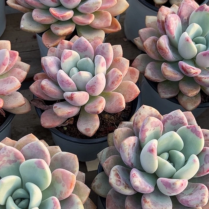 大单头            花斑露