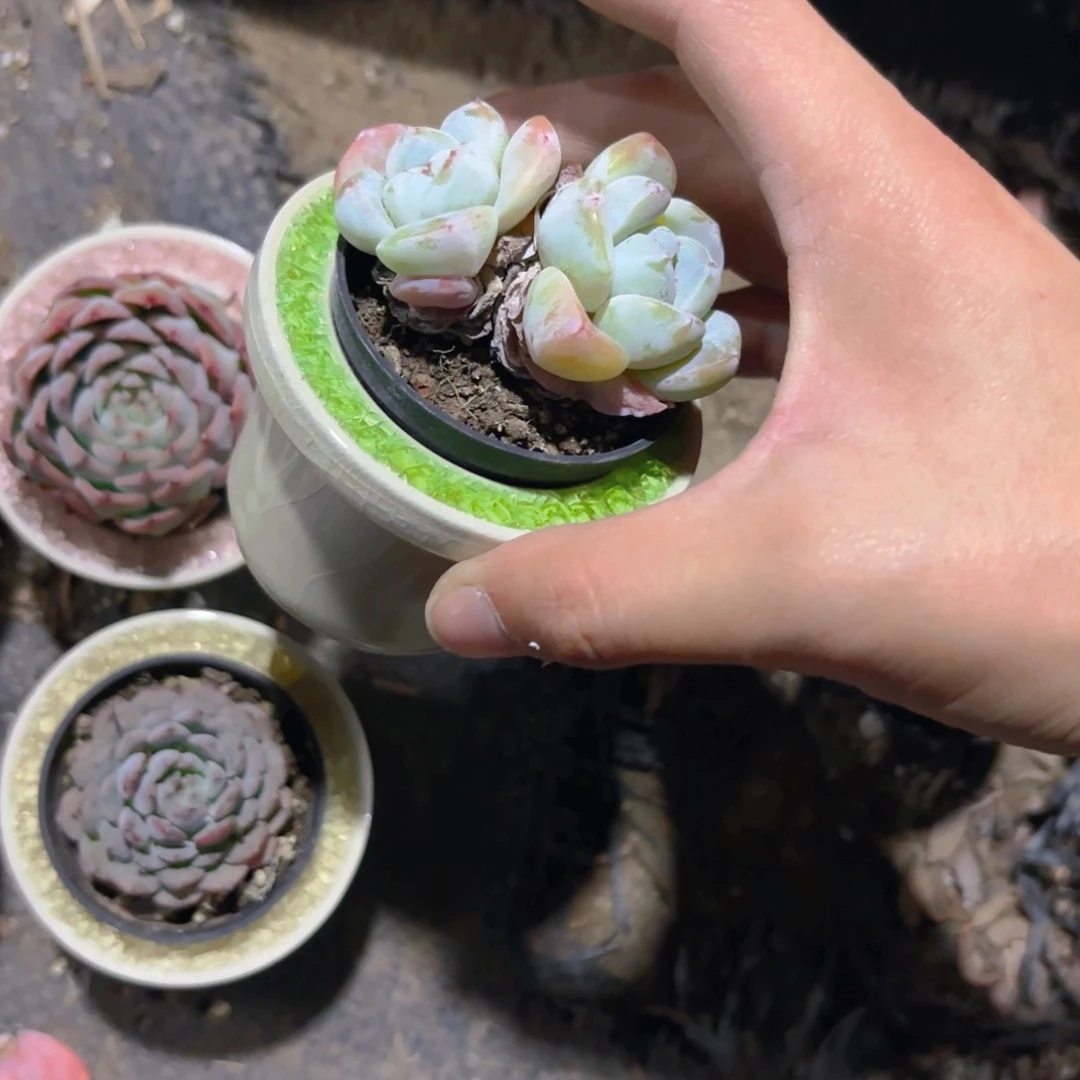 小***食福利加盆新疆包邮新疆包邮