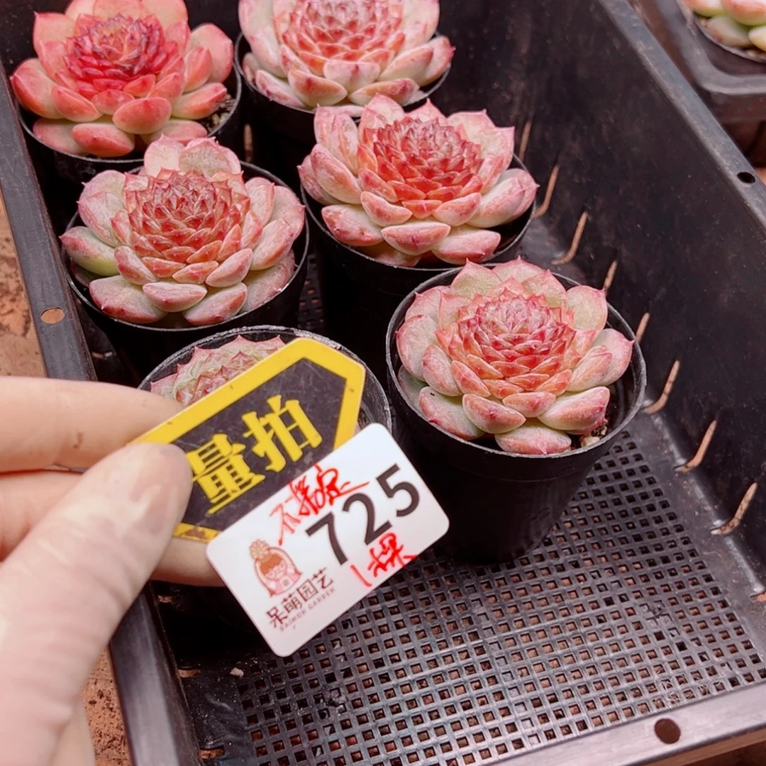 多肉植物多肉植物