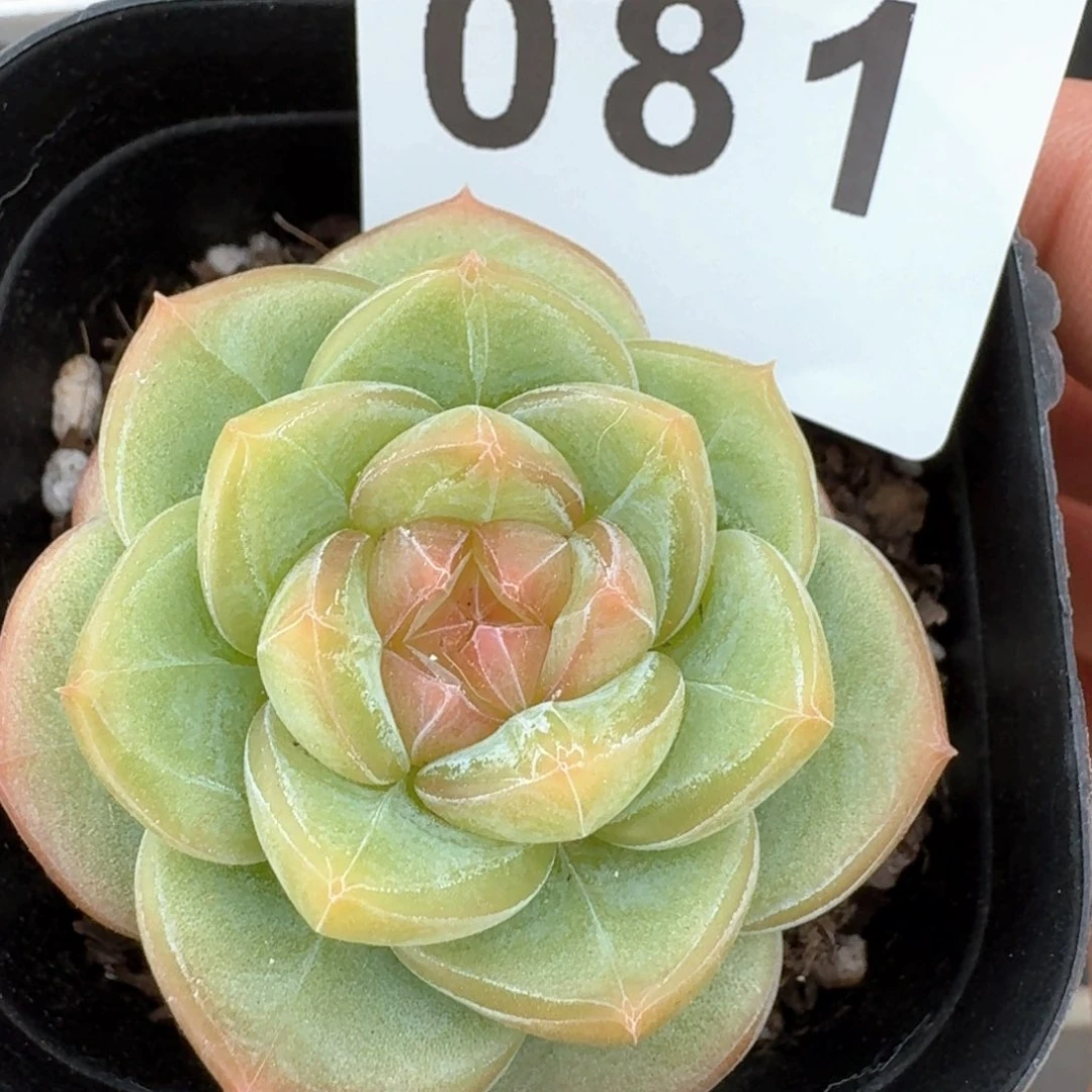 新品上新珍妮         多肉植物