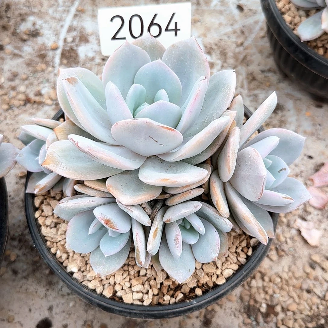 落****2064。     奶茶五头