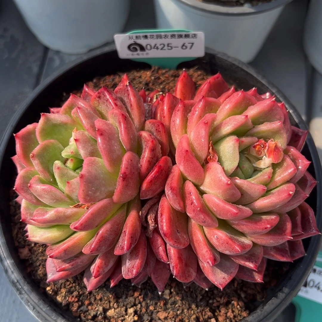 从前慢多多肉精选编号0425.67
