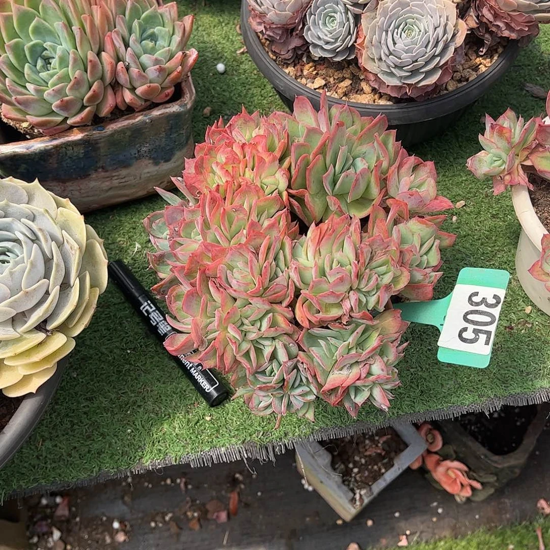我***们绮罗多肉植物保护305