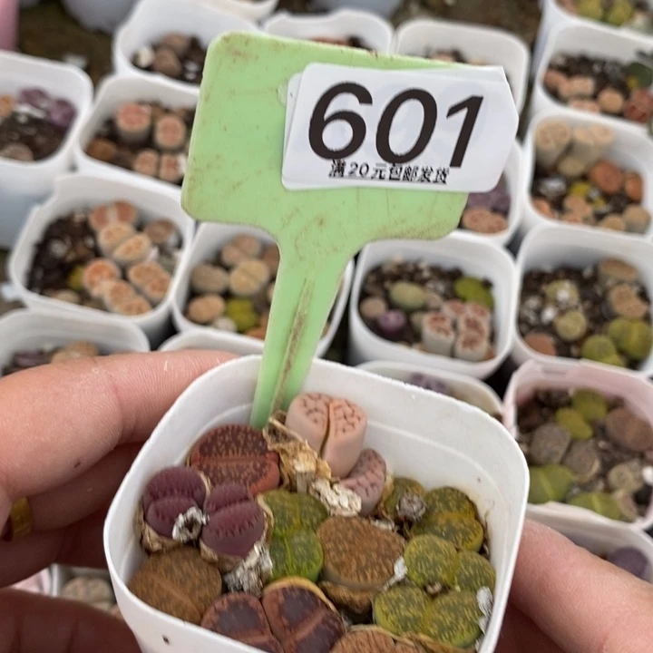 汤****妈生石花小苗601