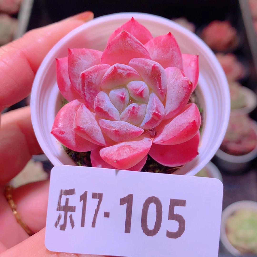乐然17-105 粉钻单头
