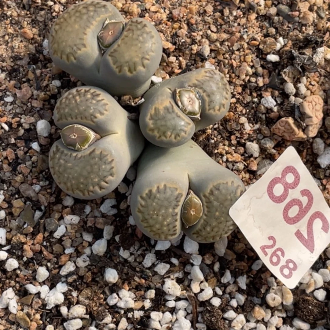 非偏远满20包邮268