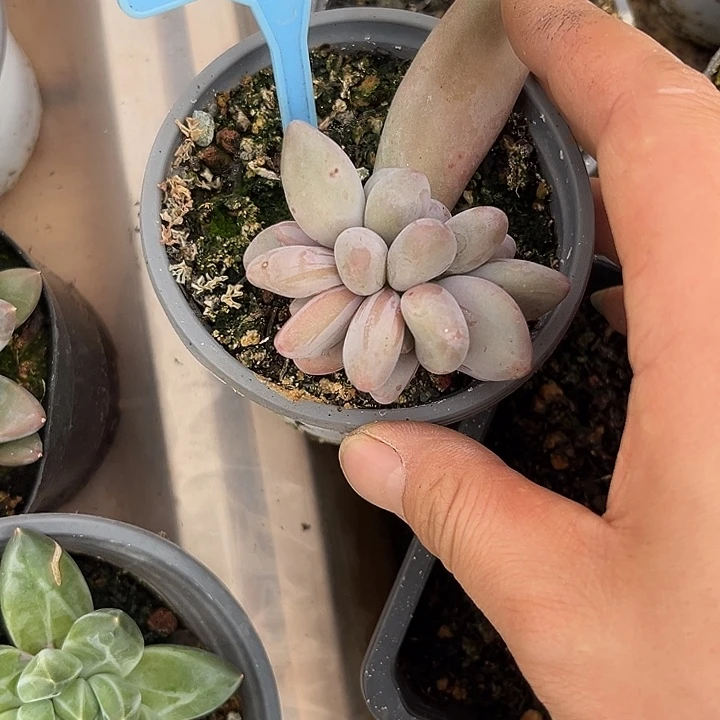 多肉植物企鹅群062