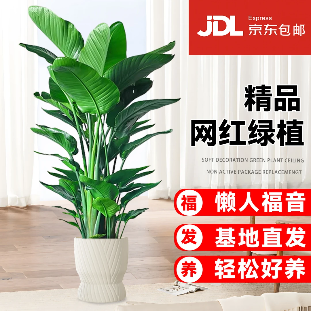 京东快递包邮到家天堂鸟1.2-1.4米室内好养耐活净化空气绿植