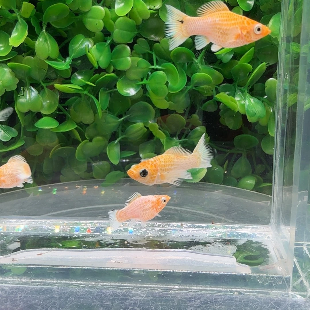 孔雀鱼黄金玛骊球苗5条不分公母。送一条