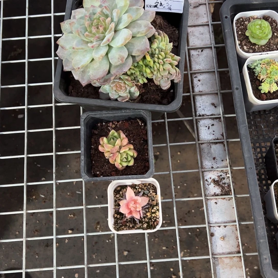 精品多肉十八包邮