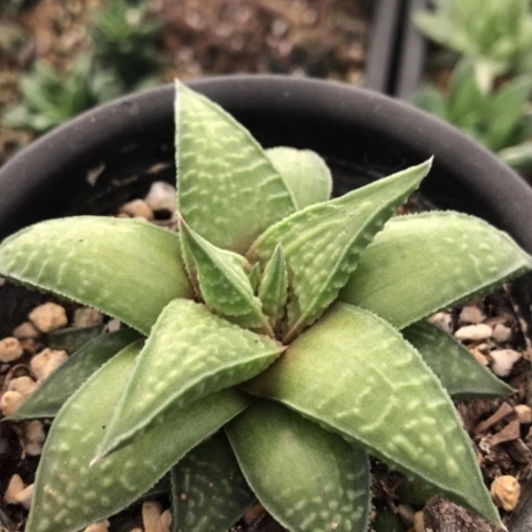 原始硬叶多肉植物