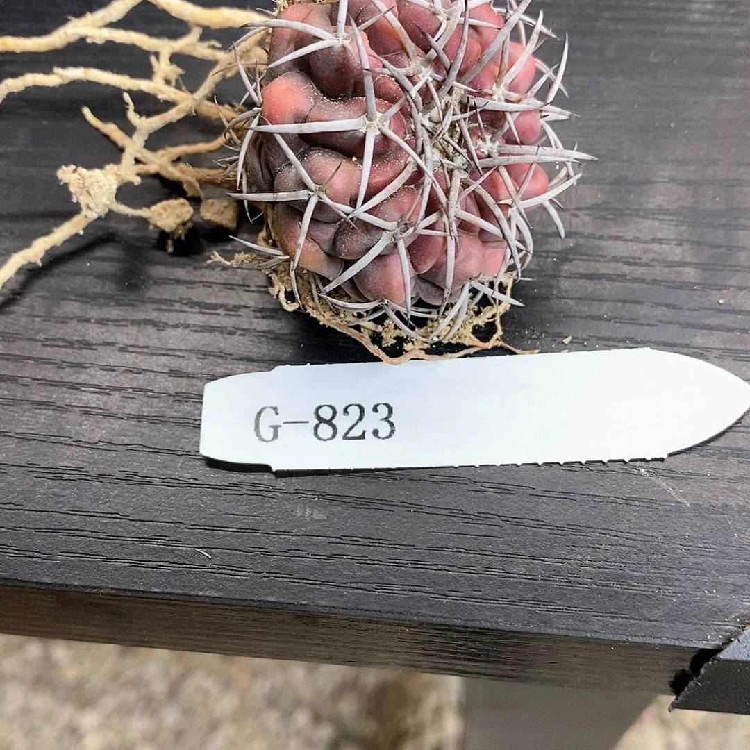 G823花油专拍仙人球开花