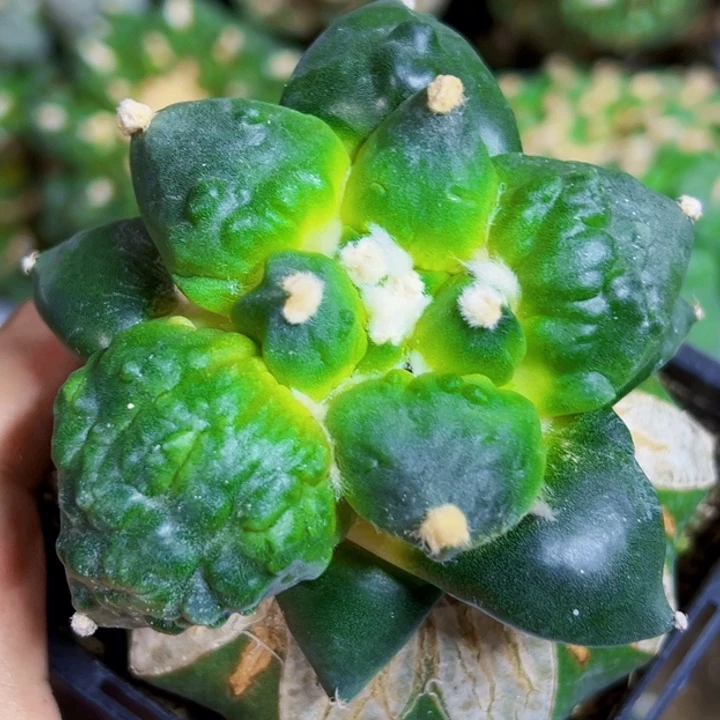 无花朵福利苗接大优怒涛559