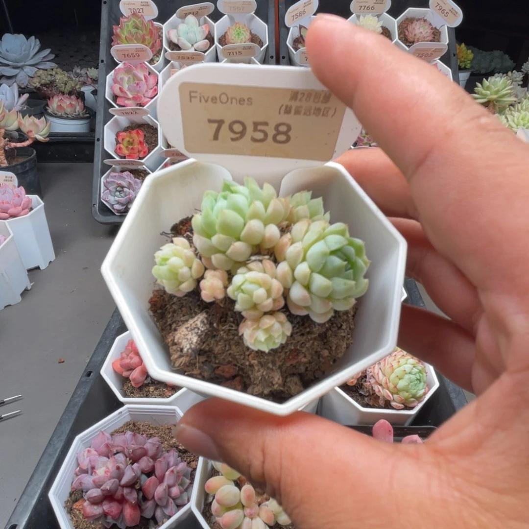 7958羊脂球4.0厘米