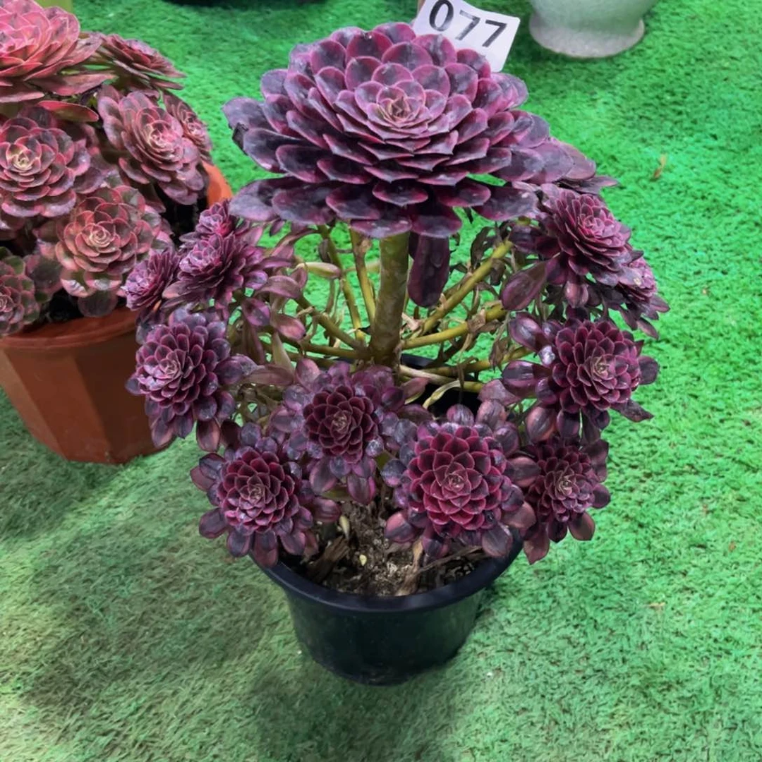 黑瞳白000000000077