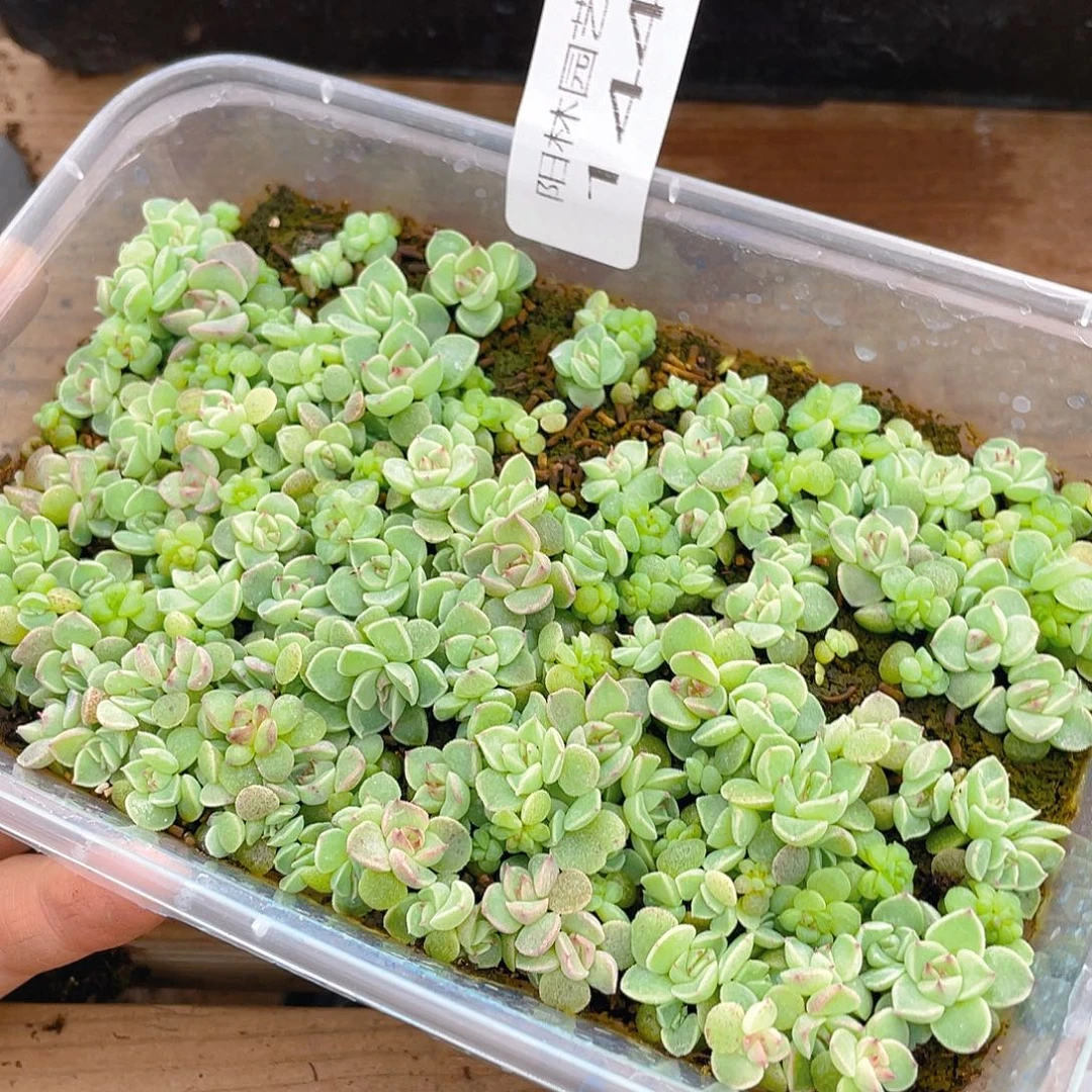 多肉植物多肉植物144