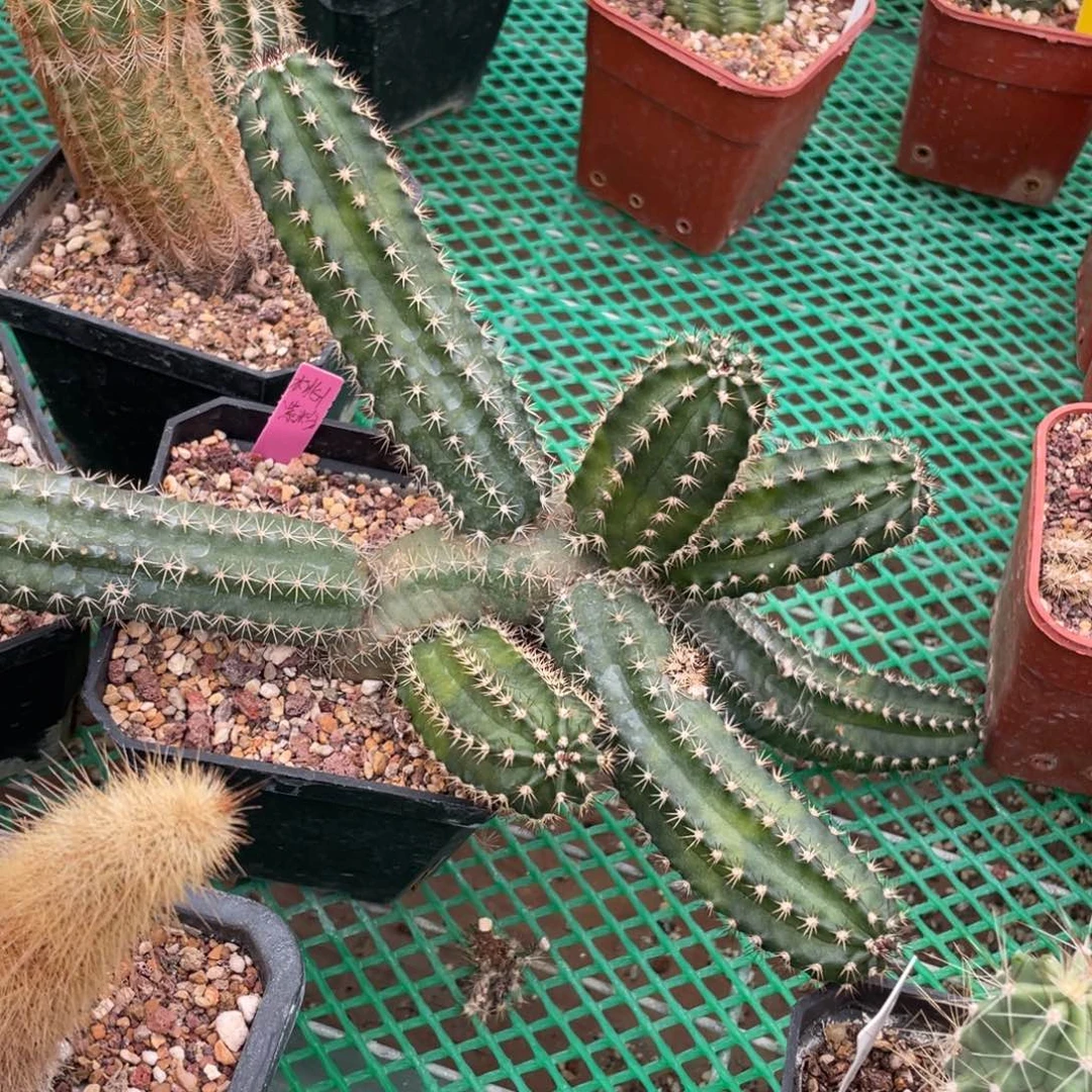 鹿角柱实生仙人球桃太郎杂交