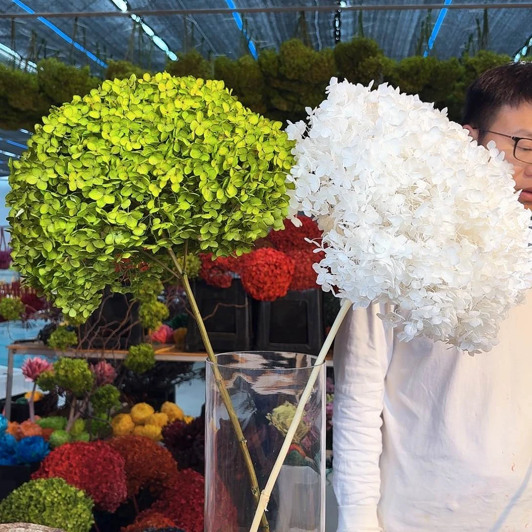 完全开放绿1，白1，绣球