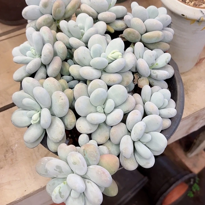 开***，鸡蛋美人一物一拍