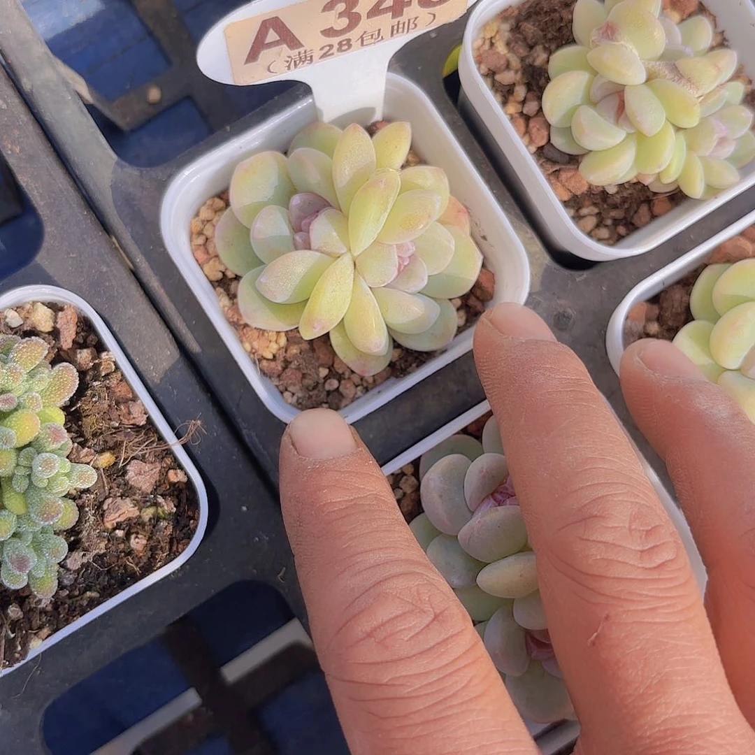 A348紫心冰玉一物一拍