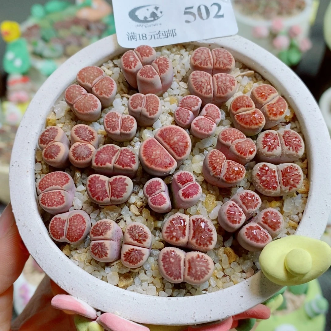 草***心生石花花花花花花花502