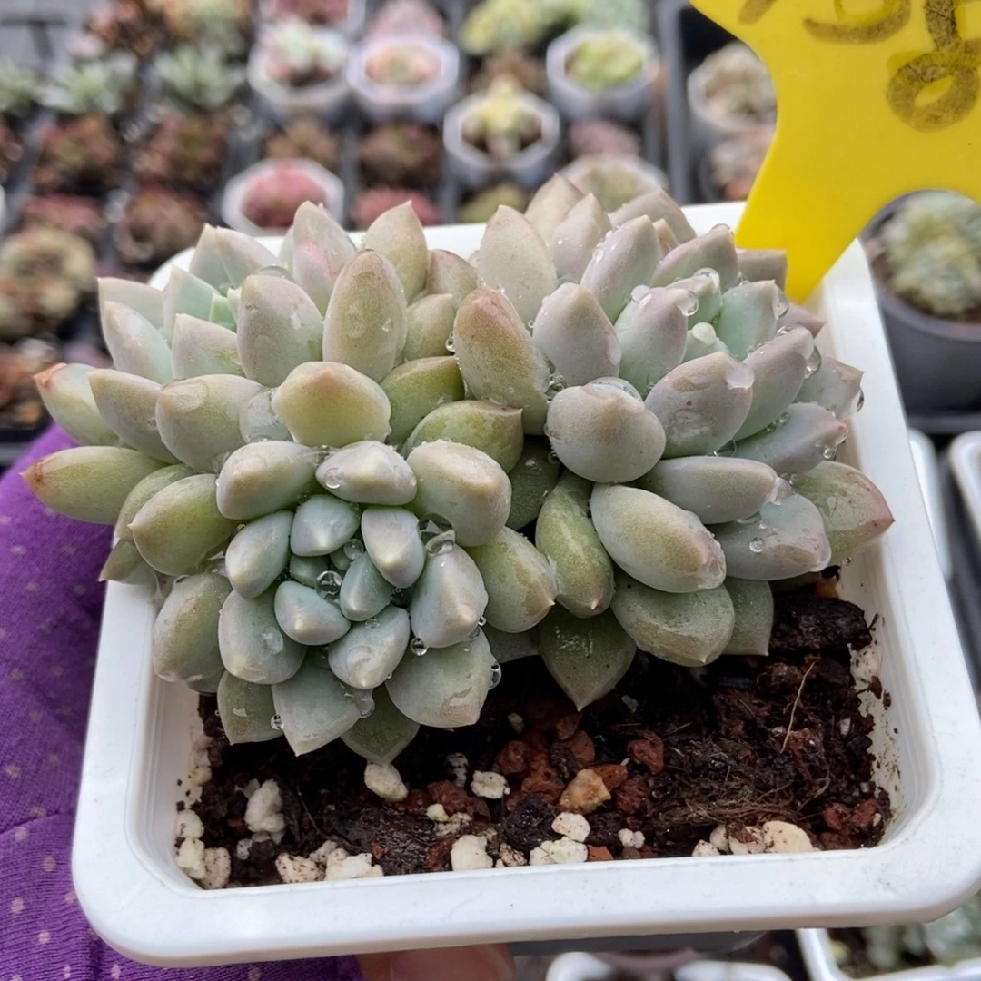 158奶糖多肉植物多肉