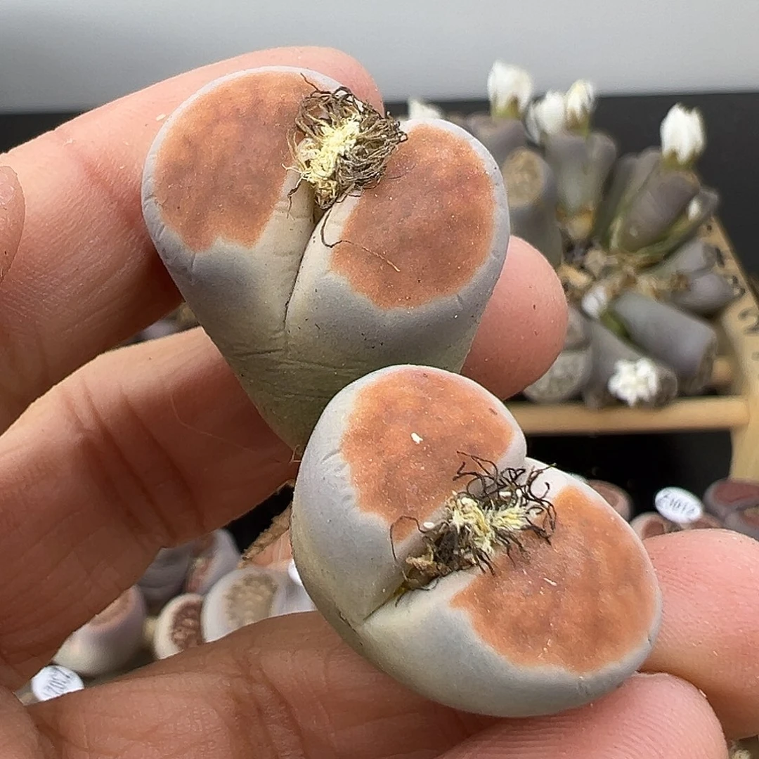 3064 生石花清货部分有伤长腿不售后