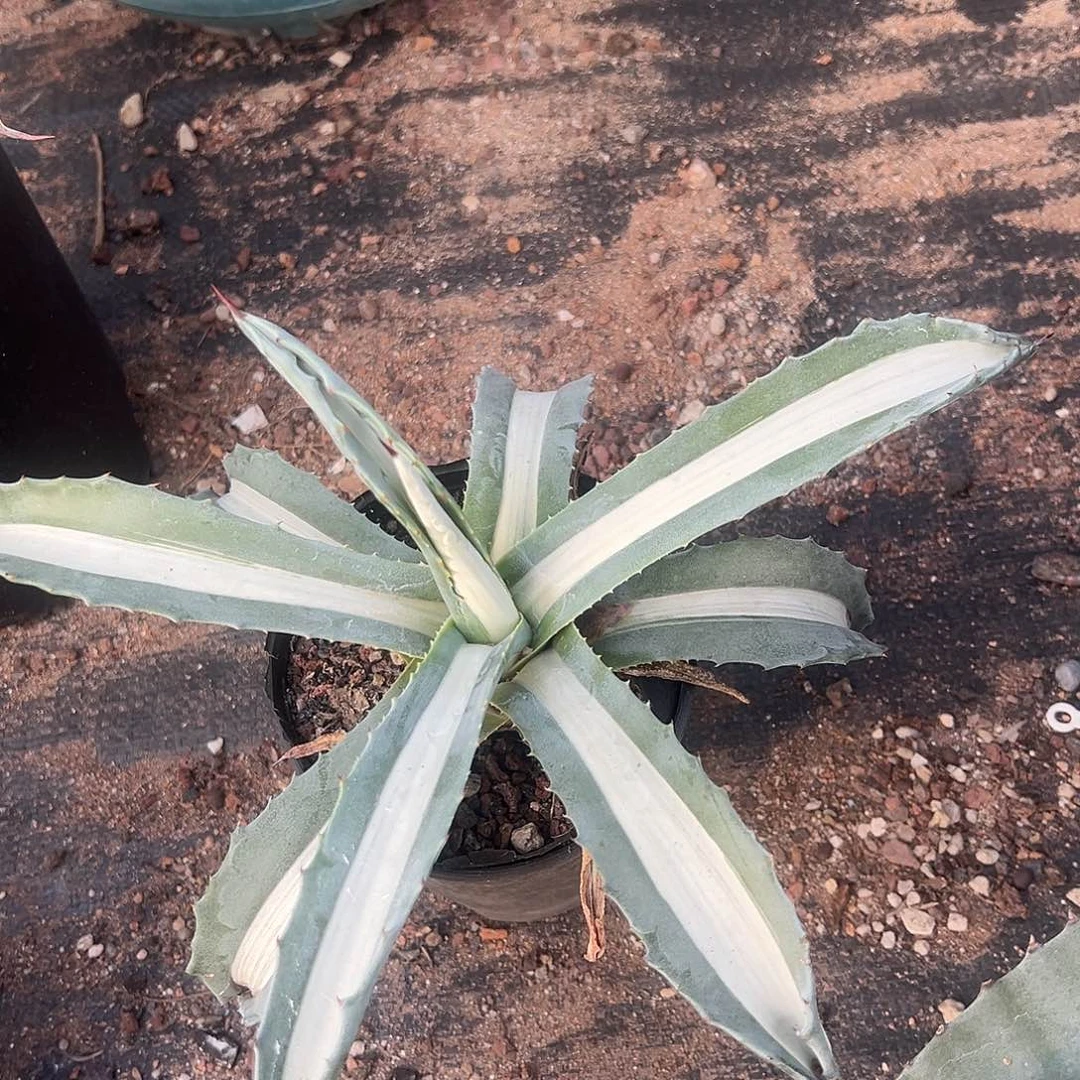 华严白中斑锦龙舌兰