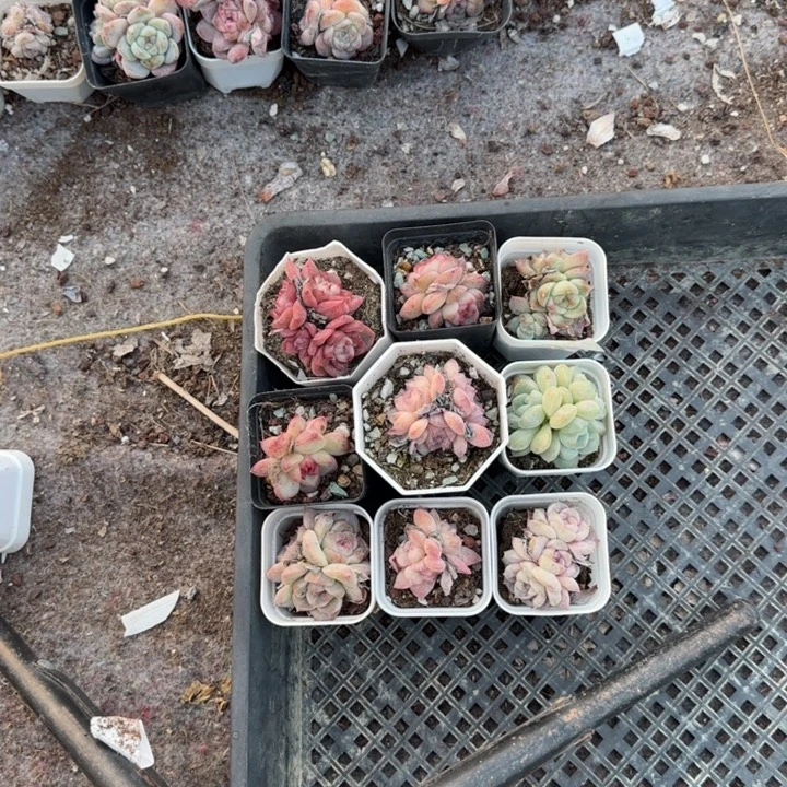 困***)小卡拉米糖心一物一拍