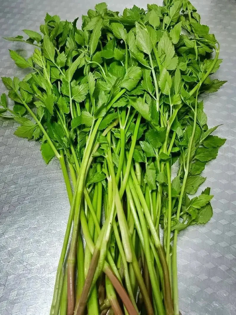 新鲜速冻野芹菜水芹菜山野菜，顺丰包邮