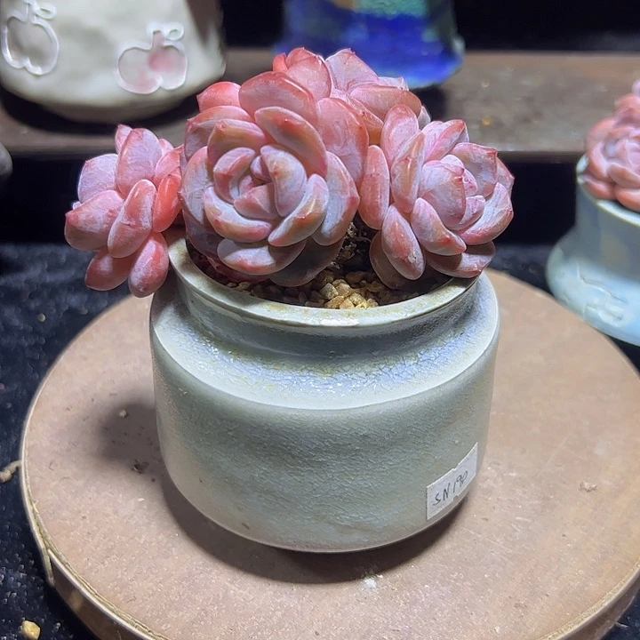 清***雾我们的生活方式是什么